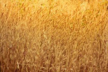 golden wheat field