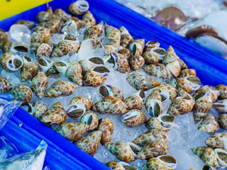 Big spotted babylon in the basket On the counter selling seafood products