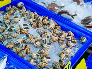 Big spotted babylon in the basket On the counter selling seafood products