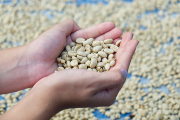 Girl Holding Raw Robusta Cherry Coffee Beans with Drying on the Table Background.