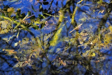 Fototapeta premium Marais du Brézou (Corrèze)