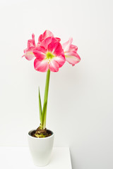 Fototapeta na wymiar Pink amaryllis plant home decoration