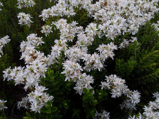 Hebe odora 'Wintergreen'