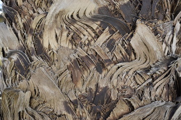 The palm tree trunk closeup of the beautiful texture