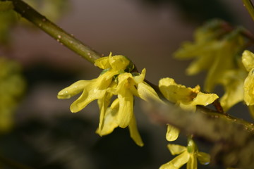 Forsythie (Forsythia × intermedia)