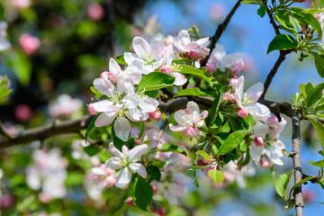 Large branch with white and pink apple tree flowers in full bloom and clear blue sky in a garden in a sunny spring day, beautiful Japanese trees blossoms floral background, sakura