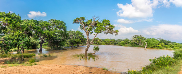 Panoramic view at the Nature in Yala National Park - Sri Lanka - obrazy, fototapety, plakaty