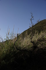 秋景色　木とススキ