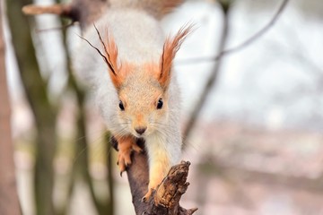 Curious gray squirrel with red fluffy tail climbing on the tree brunches. Springtime. Squirrel in the forest. Squirrel in the wild. Selective focus