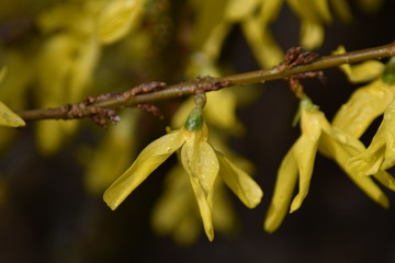 Fototapeta premium Forsythie (Forsythia × intermedia)