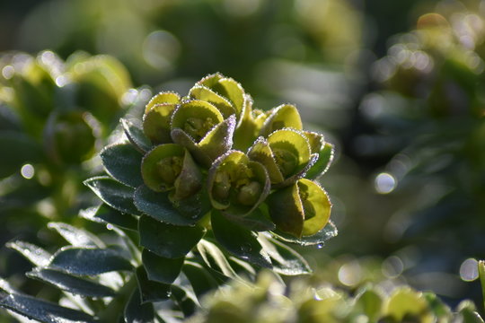 Walzen-Wolfsmilch (Euphorbia myrsinites)
