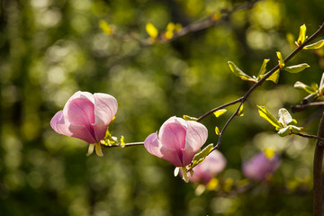 Pink magnolia flowers closeup. Magnolia flowers on a background of spring foliage