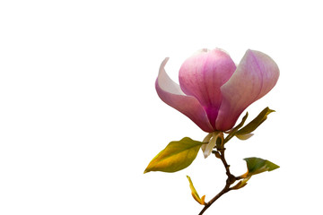 Close up of pink magnolia flower isolated on white