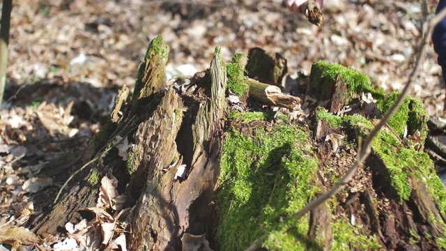 Kid Playing Treasure Hunt Game Hiding and Finding Geocache Container in Forest