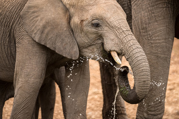 A dramatic portrait photograph of a young elephant splashing water from its trunk, while drinking at a waterhole in the Madikwe Game Reserve, South Africa.