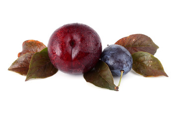Plums on autumn leaves