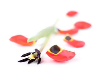 Old broken tulip. Bokeh background