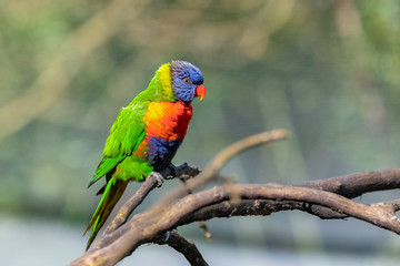 Naklejka premium Coconut lorikeet, colorful bird perched on a branch