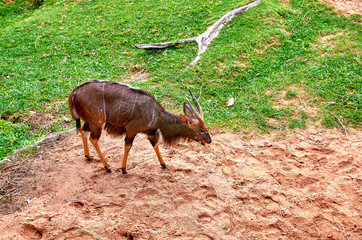 Antelope in the pasture
