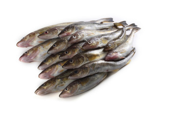 Saffron cod isolated on white