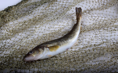 Fototapeta premium Saffron cods on net