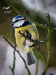 Obraz premium Brakfast - Frühstück