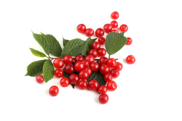 Nanking cherry and branch