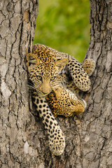 This photograph of two Leopard cubs playing in a tree, was taken sabi sands game reserve in South Africa.