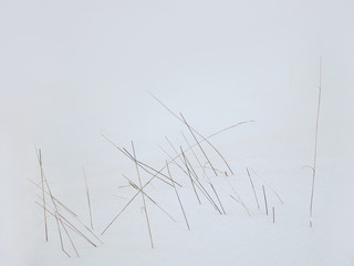 dry grass in the wind on snow in winter