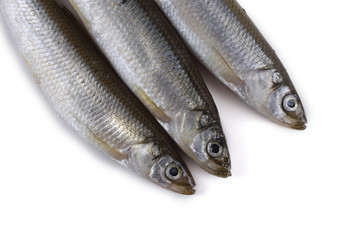 Smelt fish isolated on white. Pacific smelt variety