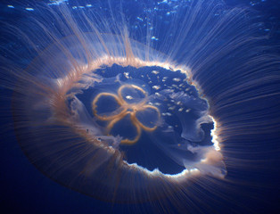 jellyfish caribbean sea