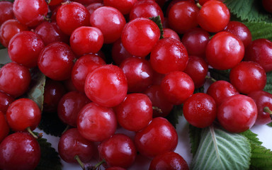 Nanking cherry background