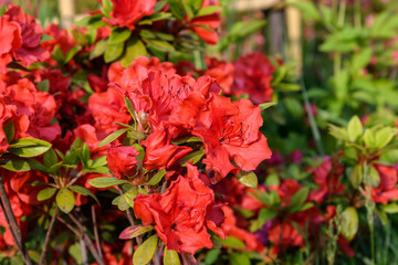 Fototapeta na wymiar Bush of delicate red flowers of azalea or Rhododendron plant in a sunny spring Japanese garden, beautiful outdoor floral background
