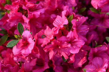 Bush of delicate pink magenta flowers of azalea or Rhododendron plant in a sunny spring Japanese garden, beautiful outdoor floral background