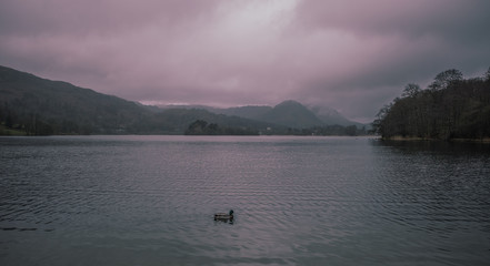 Obraz na płótnie Canvas Duck on Grasmere, Lake District