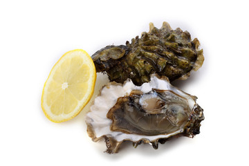 Oysters isolated on white