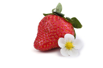 Strawberry and flower isolated on white background