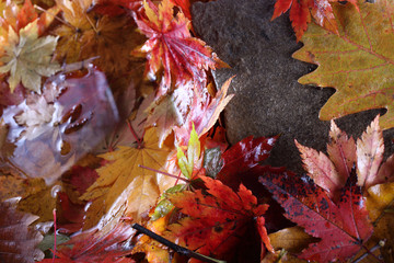 Autumn leaves in forest