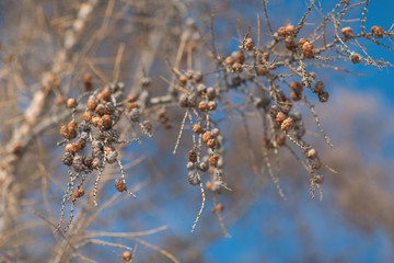 Cones on a tree against a blue sky
