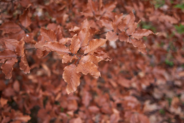 Fagus sylvatica