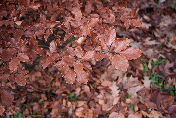 Fagus sylvatica