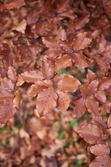 Fagus sylvatica