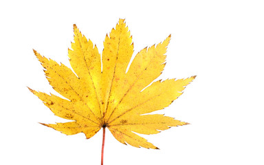 Autumn maple leaf