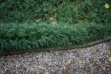 Ophiopogon japonicus