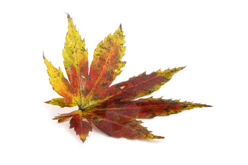 Autumn maple leaf