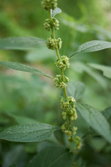 Parietaria officinalis