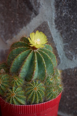 Parodia magnifica