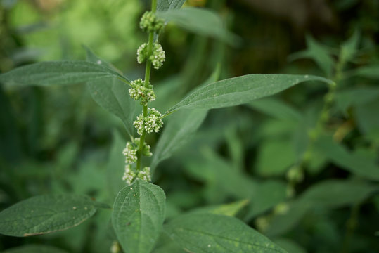 Parietaria officinalis