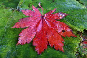 Autumn maple and grape leaves background