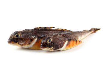 Goby fishes isolated on white